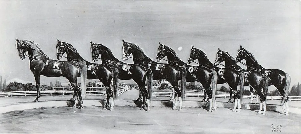 W.K. Kellogg's famous Liberty Drill Team  Arabian horse foals at's Arabian Horse Ranch
